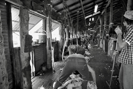 Steam Plains Shearing 022167  © Claire Parks Photography
